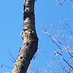 頭上の小鳥の画像