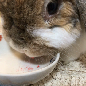 しょぼいいちごの画像