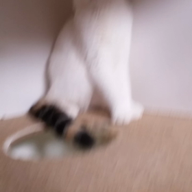 猫パンチの画像