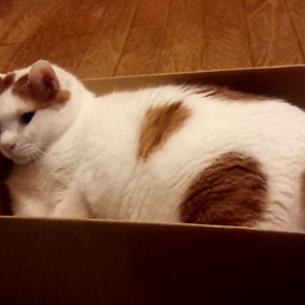 荒ぶるぼっちゃまの画像