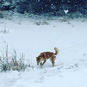 雪ダァー❄️⛄️の画像