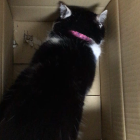 かわりばんこの画像