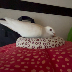 癒しのうーちゃん♡の画像