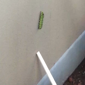 おはよう！幼虫くん、いなくなってる！？の画像