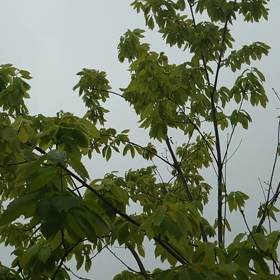 嵐じゃ〜の画像