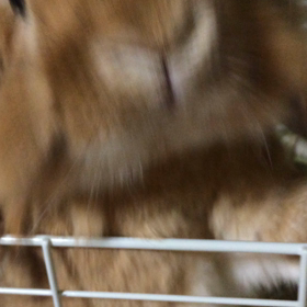 ソワソワの画像