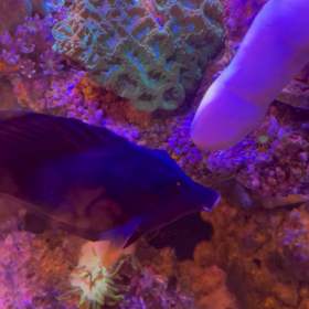 ☆ 10/31 の　臨時休業のお知らせ　☆の画像