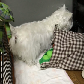 ラルフくん一人遊びからねむねむまでの画像