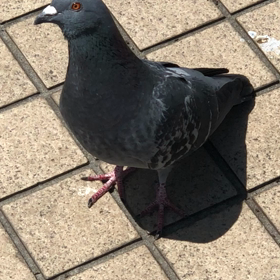 きょうの鳩友2／動画の画像
