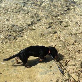 備瀬のフクギ並木道の画像