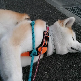 今朝はいつもの散歩コース、しっかりゴロ寝で、ダラダラ散歩。通り道のみずほなかよし公園の桜もの画像