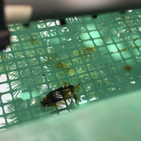 なしてなしてー？の画像