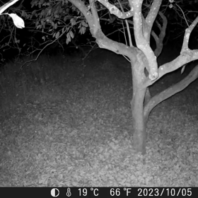 すぎぴたんの事件簿シーズン3　410話（蛾をつかまえる、コウモリ）の画像