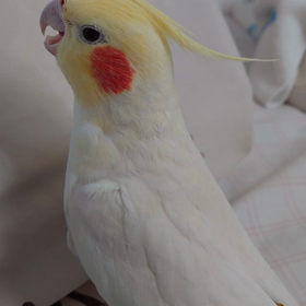 ノリノリにの画像