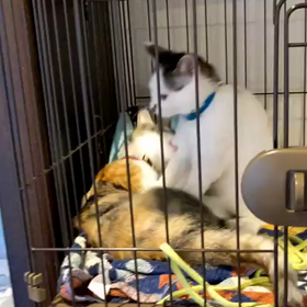 やっぱり(=^x^=)の画像