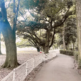 公園の緑が気持ち良いです❣️の画像