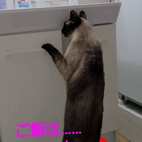 暇なのに忙しい？の画像