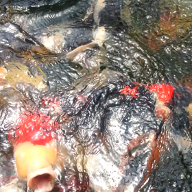 えさやりの画像