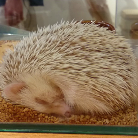 ハリネズミカフェの画像