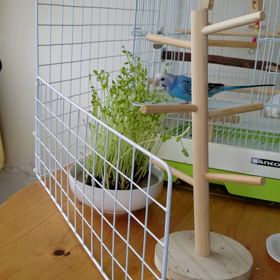 ペコちゃん、豆苗を食べる(^o^)家に来て2か月目　今日で満3カ月の画像