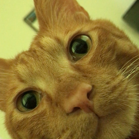 ふんごろ。の画像