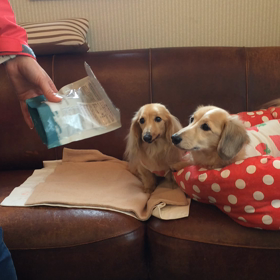 2016/04/21 おはようございますの画像