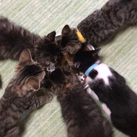 朝のチビちゃん達の画像