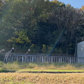 東山動物園！キリン赤ちゃん生まれてます！の画像