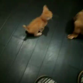 ダックス犬とチャトラ猫のの画像