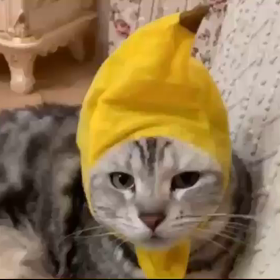 ほっこりする動画の画像