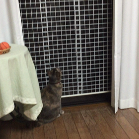 ムササビ⁉︎の画像