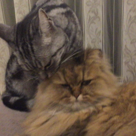 毛づくろいしあいっこーの画像