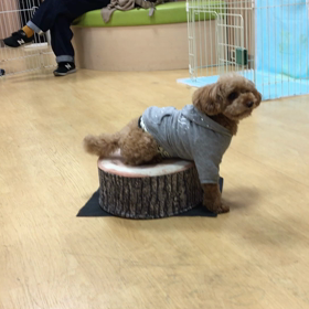 伏せたの？落ちたの？の画像