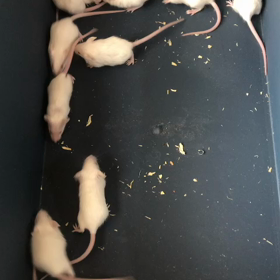 グミちゃんの赤ちゃんの画像