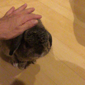 ナデナデ(((o(*ﾟ▽ﾟ*)o)))♡の画像