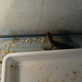 サルバトール君の画像