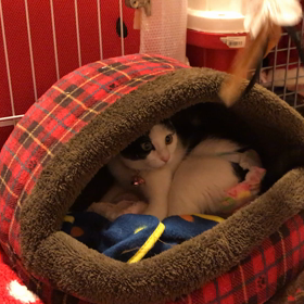 猫じゃらしのお時間でございますの画像