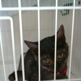 エアーニャーの画像