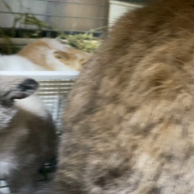 わらわら期スタートの画像