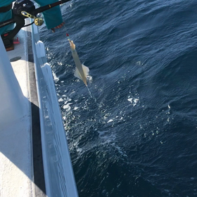 12日の釣果の画像
