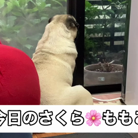 今日のさくらももこの画像