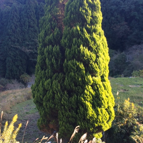 気持ちいい癒しの体感動画の画像