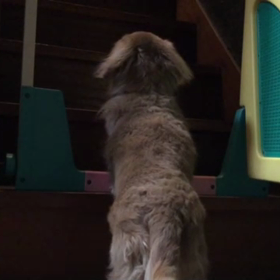 そういえば吠えてたの画像