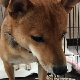 豆柴もうすぐ8ヵ月の画像