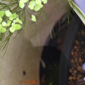 初秋のメダカ追加の画像