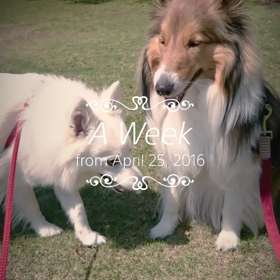 ハイライトムービーの画像