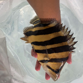 ダトニオ大盛況！！発送ラッシュ！！の画像