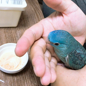 子ども増えた・サザナミインコのアイちゃん紹介の画像