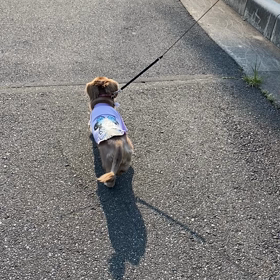 れも散歩♡の画像