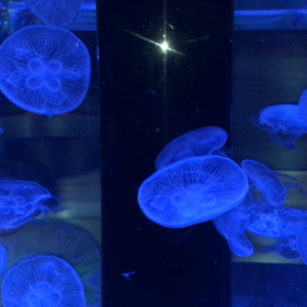 品川水族館って癒しスポットの画像